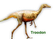 troodon.jpg (14263 bytes)