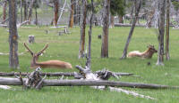 800px-Elk_in_Yellowstone2.jpg (88430 bytes)