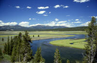 Yellowstone_River_in_Hayden_Valley.jpg (166115 bytes)