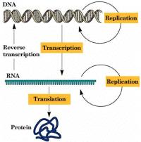 Centralna dogma molekularne biologije