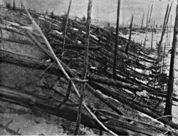 Tunguska_event_fallen_trees.jpg (437207 bytes)